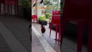 A happy rooster. #rooster #chicken #公鸡 #随手拍
