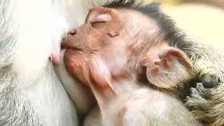 So Adorable Monkey JAYDEN Hungry And Crying Request Milk From Mom But Jade Ignore   Sounds Monkey