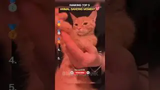 RANKING TOP 5 ANIMAL DANCING MOMENT 💖#meme #cat #viral #cute #dance #dog