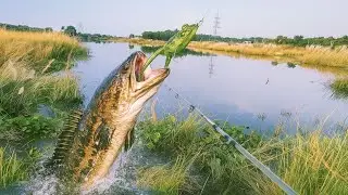 Insane Snakehead Attack on Frog Lure | Topwater Fishing Action in Clear Water | Soul Fish Strike!