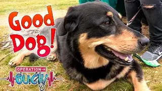 Amazing Dogs Special! 🐕 | Science for Kids | Operation Ouch