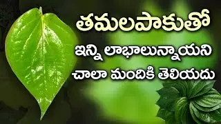 Amazing Health Benefits of Betel Leaves | Best Health Tips | Health Facts Telugu