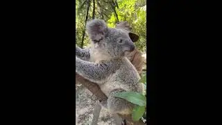 🔴 LIVE: Sleep God Koala