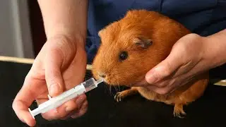 Hidden Signs to Look out For That Your Guinea Pig is Sick 🤒