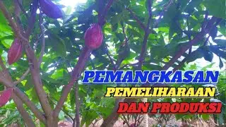 STOP PEMANGKASAN DI SAAT BUNGA MUNCUL❌❌USIA 2,5 TAHUN