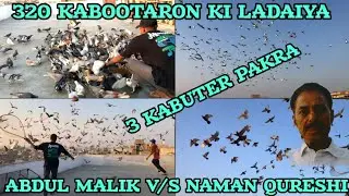 3 kabuter pakran | Abdul Malik bhai V/S Naman Qureshi | 320 kabootaron ki ladaiya | gola kabootar