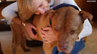 Rescue dog finds home after years of abuse