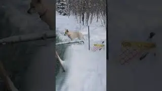 @l.sharman0 I'm definitely ready for spring #dog #petlovers 😲