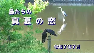 yshr kzm ▲鳥たちの真夏の恋：カラスの熱愛、セキレイの親子愛、カイツブリの失恋&hellip;鳥たちの恋は悲喜こもごも