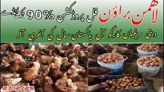 Lohmann Brown egg laying hen full production 