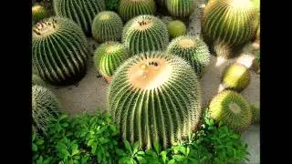 Compilation de fleurs rares ou aux couleurs exceptionnelles.Modes77.wmv