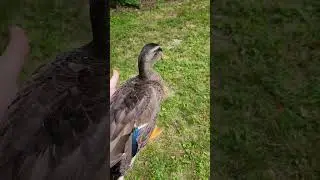 Duck Flying