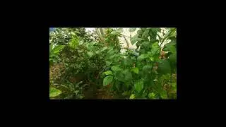 Miniature cooking || tiny foods||ｎａｔｕｒｅ ｋｉｔｃｈｅｎ||  kesari dish|#naturekitchen