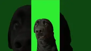 Green  Screen Cute Funny Dog Animated Chroma Key | Copyright Free #short #shorts #dog #greenscreen