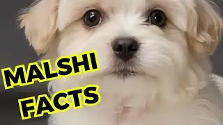 Malshi Dog - Top 10 Interesting Facts [Maltese x shih Tzu]