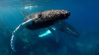 The Humpback Whales of the Silver Bank with Conscious Breath Adventures