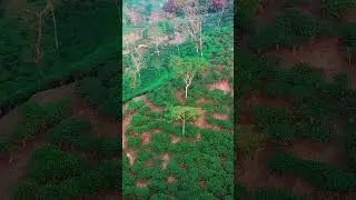 Sreemangal Rubber Garden Aerial View | Drone Footage