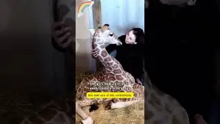 The farmer bought a baby deer as a pet at a high price,#shortsvideo #Giraffe #Pet #shorts