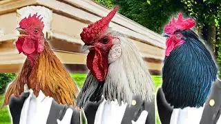 Rooster 