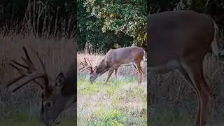 Wow! Big Deer Spotted in the Wild! वाह! जंगल में बड़ा हिरण देखा गया! Uau! Grande veado avistado na!