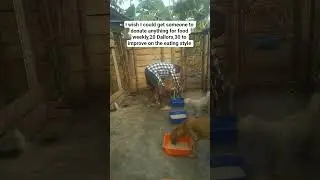 consider to donate any thing to stray dogs#1000subscriber#likeandsubscribe#germany#fundraising