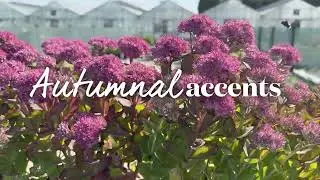 Perennial Plants for Every Garden | Lasting Colour & Quality from Marshalls Garden