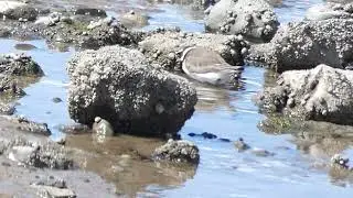 Ringed Plover bathing plus Dunlin.