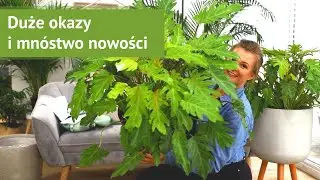 Niebieskie epipremnum złoty filodendron ogromne syngonium - dostawa nowości w Zielonym Parapecie! 📦
