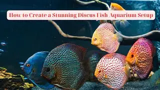 How to Create a Stunning Discus Fish Aquarium Setup...#animal #animalkingdom #discusfish