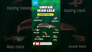 UMPAN LELE TERMANTAB PART 2