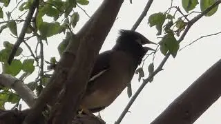 Myna Bird Sounds | Common Myna Calling || Mynah Song