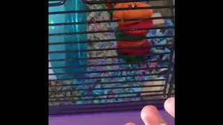 Reviewing the CAREFRESH Confetti Bedding for Rodents!! | Lilac Reviews