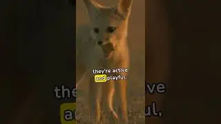 Fun facts about fennec fox #fox #fennecfox #educational #educationalvideo #funfacts #funfactshorts