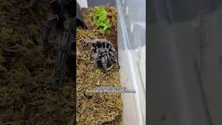 Costa Rican Zebra Knee (Aphonopelma Seemanni) Drops Worm #tarantula #spider #tarantulashorts