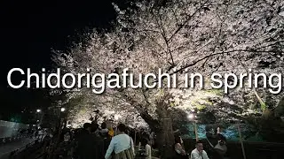 Chidorigafuchi in spring 