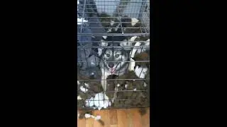 Crate training fails
