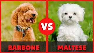 Scopri il cane ideale per chi soffre di allergie!