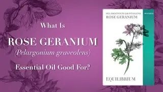 What is Geranium Essential Oil Good For? Video 1 of 2
