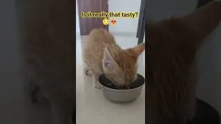 Is cat talking or just enjoying her food? 😄🐾 #pets #cat #catlovers