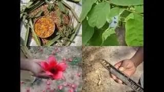 Medicinal Rice P5O Formulations for Dinebra Excess: Pankaj Oudhia's Medicinal Plant Database