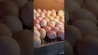 Awesome - First egg Cracked at day 18