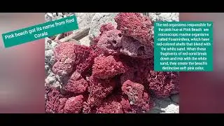 Indonesia Nature Tour to Bali and Komodo by OikoEssence