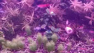 Dutch style Scape is all shrimp. Thousands of shrimp in the tank no fish size 120x50x50