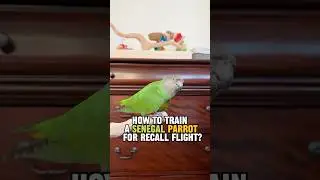 How to Train a Senegal Parrot for Recall Flight