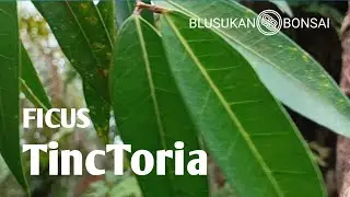 BAHAN BONSAI AMPELAS YANG LANGKA | FICUS TincToria | #bonsai #caraperawatanbonsai #bonsaitree