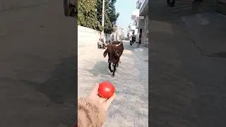 Three Best Friends: a Calf, a Golden Retriever, and Me! 🐮🐕🧑 #shorts #viral #calf #goldenretriever