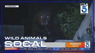 Bear surprises home owner in the kitchen | Wild Animals SoCal