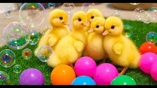 🐥 Awesome! Mom duck carries a tiny duckling on her back / Funny Moments with Ducklings