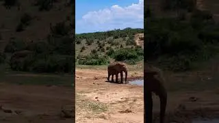 A real African experience #elephant #alwaysoutdoors #fyp