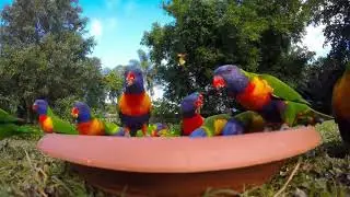 How Parrots Became the Most Badass Birds